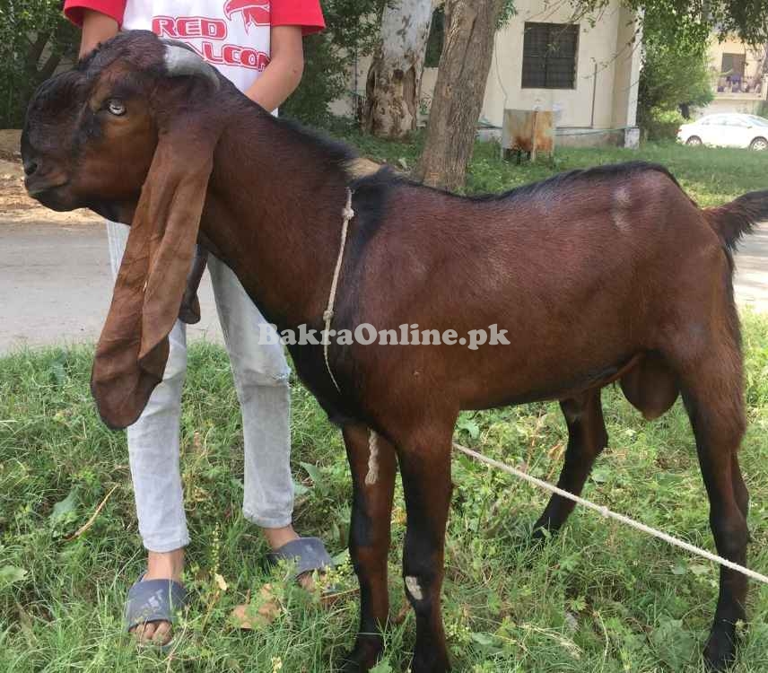 desi betal for sale