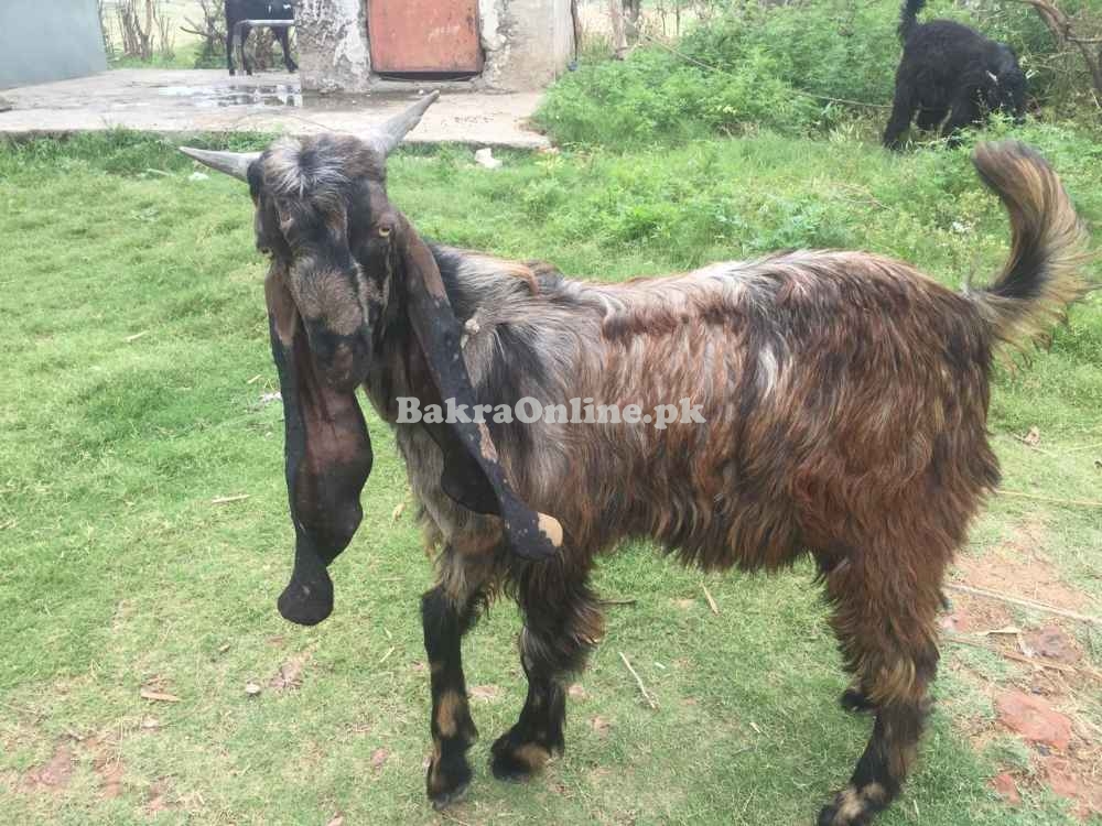 desi betal bakray