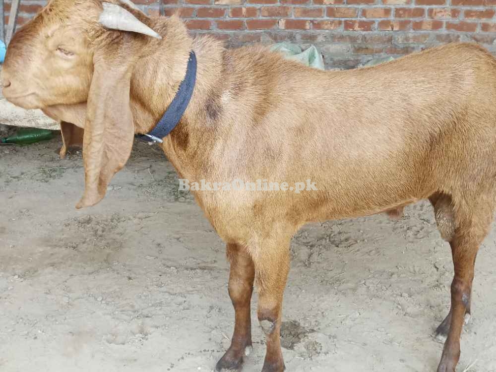 Desi Bakra for Qurbani