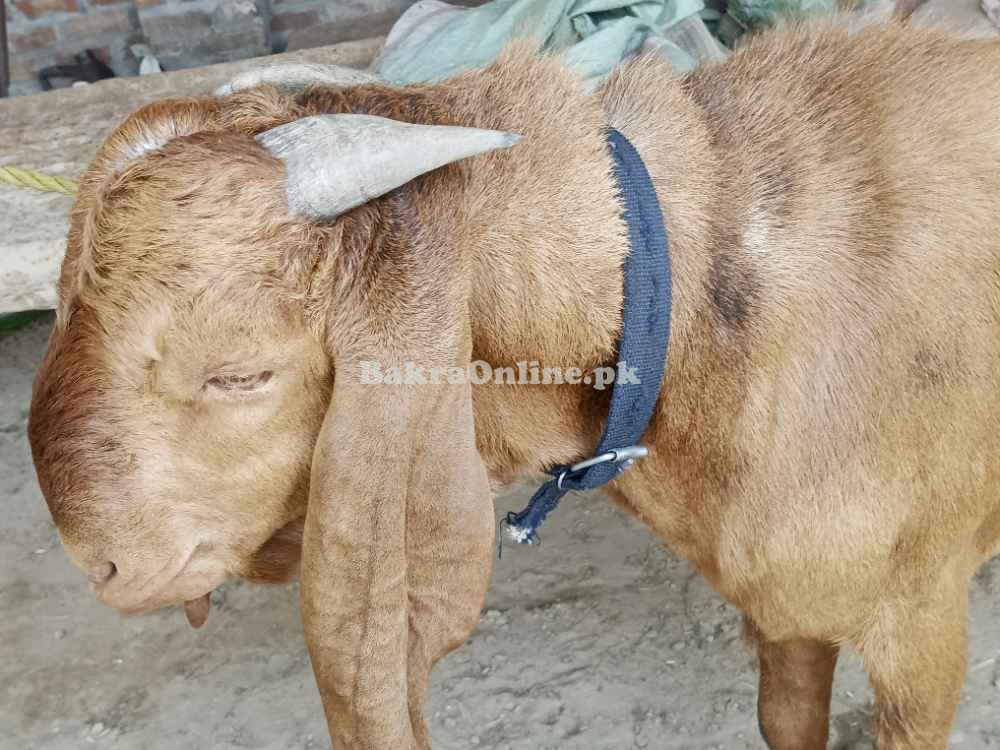 Desi Bakra for Qurbani