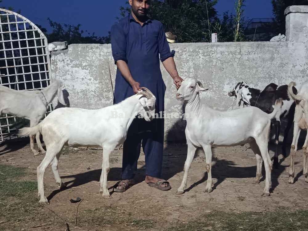 Qurbani Bakra For Sale