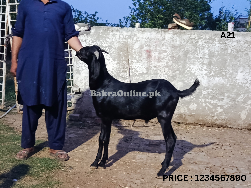 Desi Bakra For Qurbani