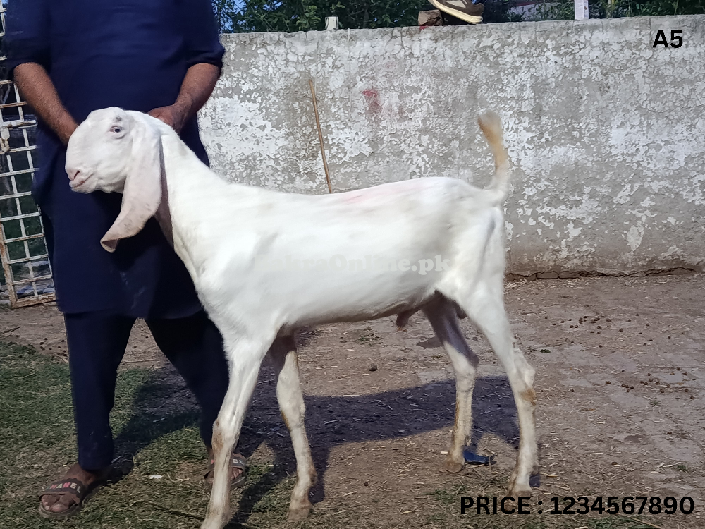 RajanpurI Bakra For Sale