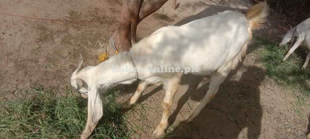 Bakra white, two teeth