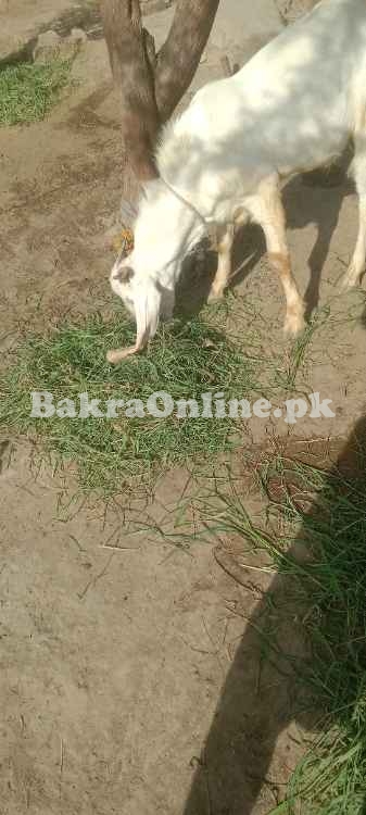 Bakra white, two teeth