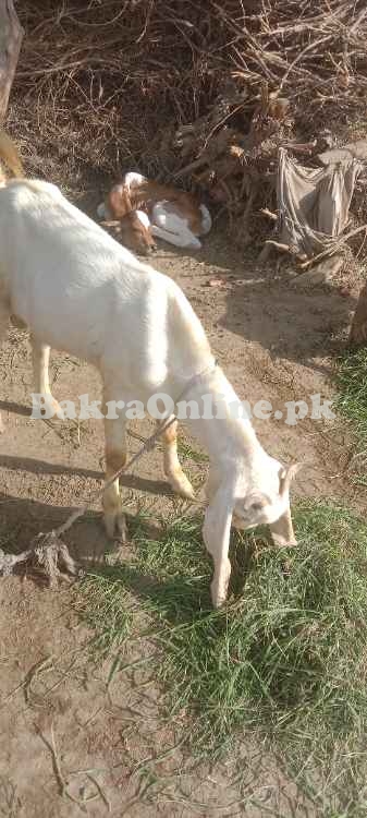 Bakra white, two teeth