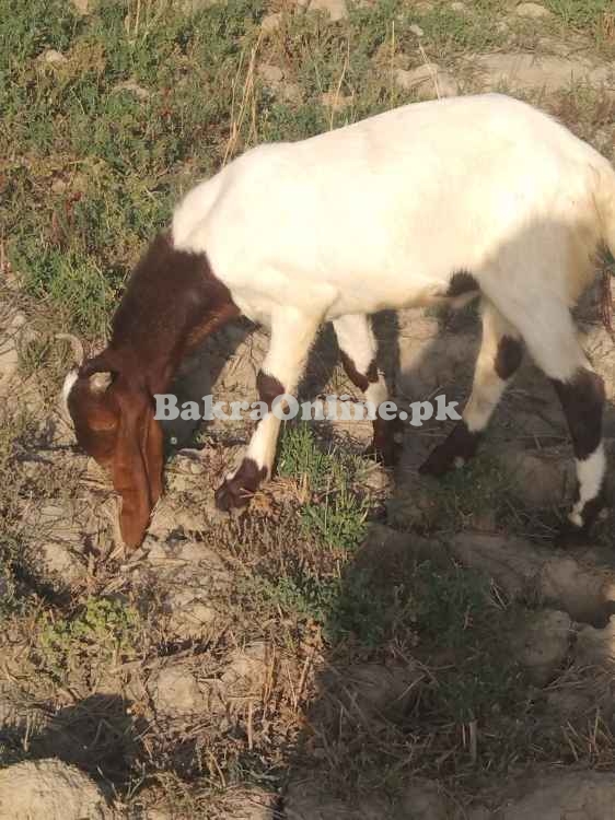 Sale Goat all pakistan