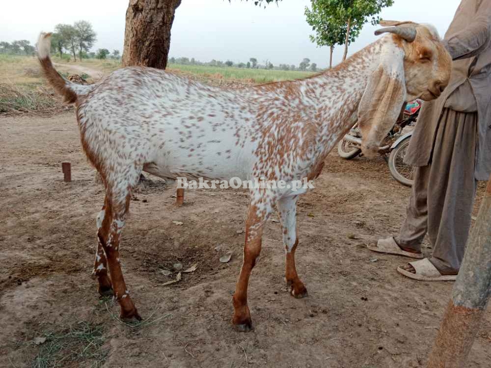 Bakra for Qurbani
