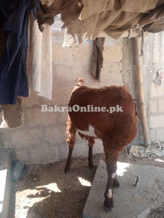 Sale for bkra for qurbani eid ul aiza