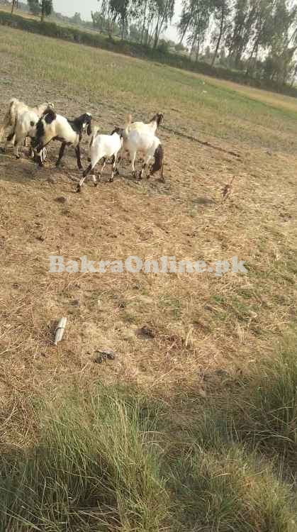 Sale Goat all pakistan