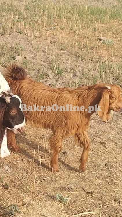 Sale Goat all pakistan