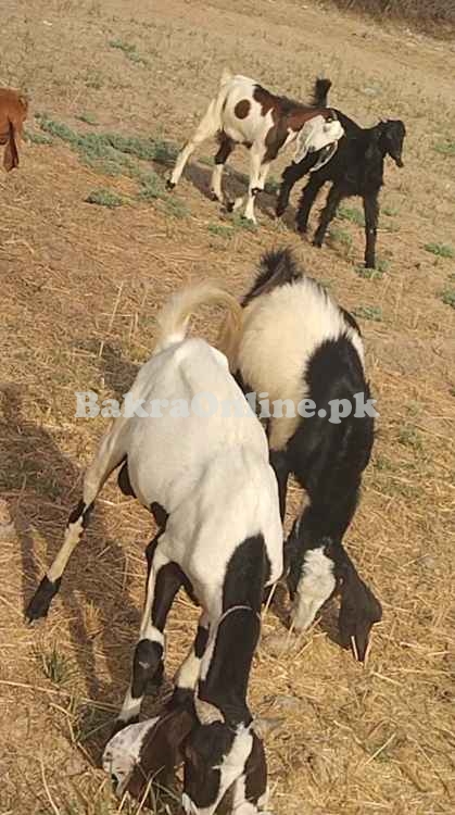 Sale Goat all pakistan