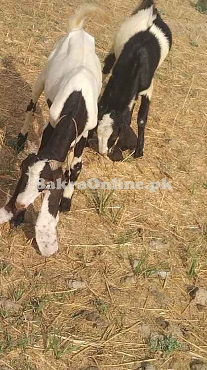 Sale Goat all pakistan