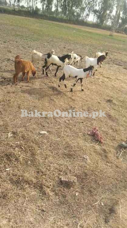 Sale Goat all pakistan