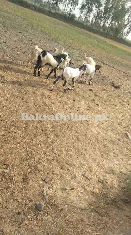 Sale Goat all pakistan
