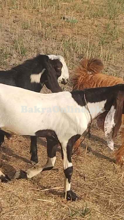 Sale Goat all pakistan