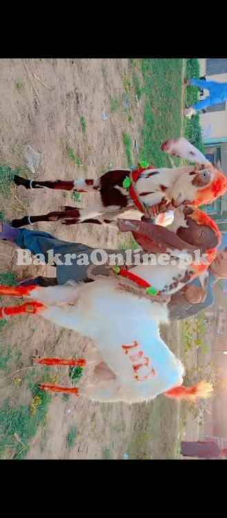 2 Qurbani ky bakry for sale