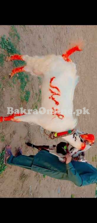 2 Qurbani ky bakry for sale