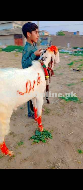 2 Qurbani ky bakry for sale