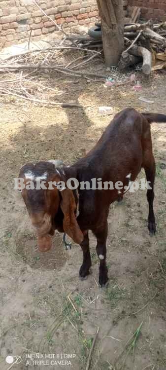 Desi bakra  homemade