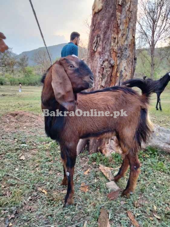 برائے فروخت - صحت مند، خوبصورت، مناسب ریٹ