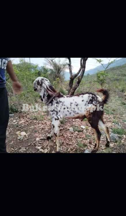 برائے فروخت - صحت مند، خوبصورت، مناسب ریٹ