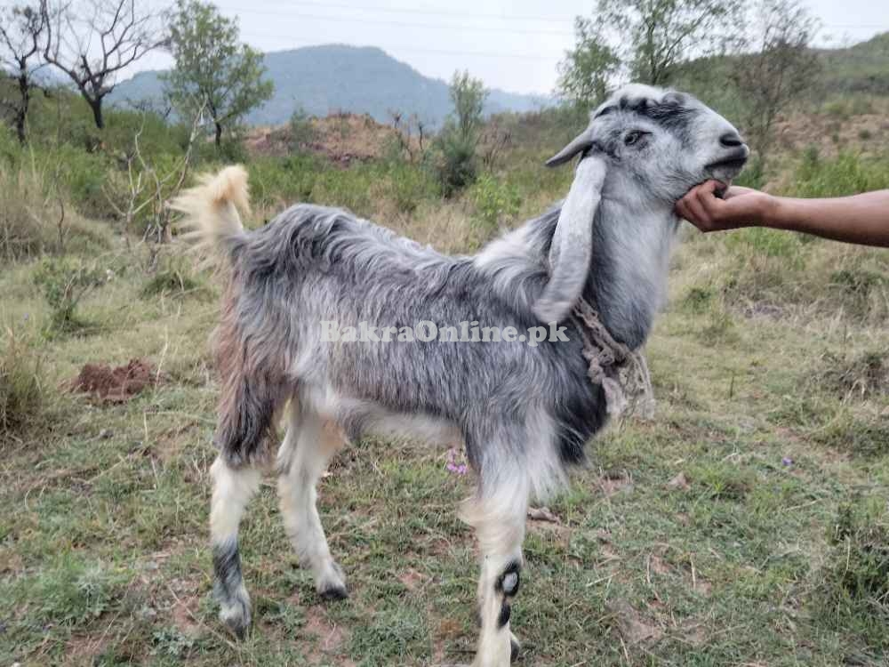 برائے فروخت - صحت مند، خوبصورت، مناسب ریٹ