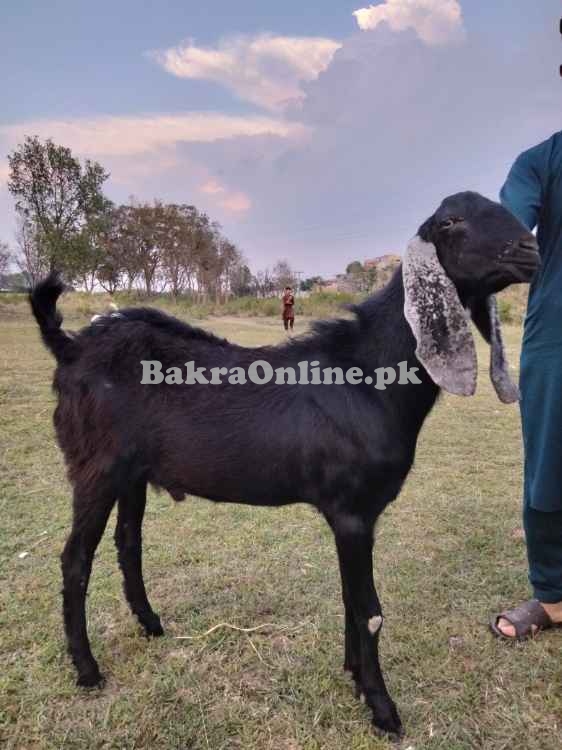 برائے فروخت - صحت مند، خوبصورت، مناسب ریٹ