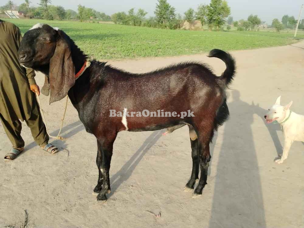 Rajanpuri bakra