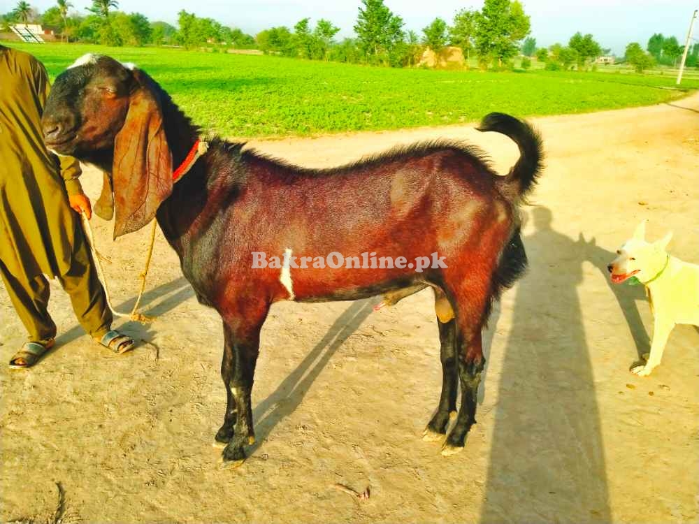 Rajanpuri bakra