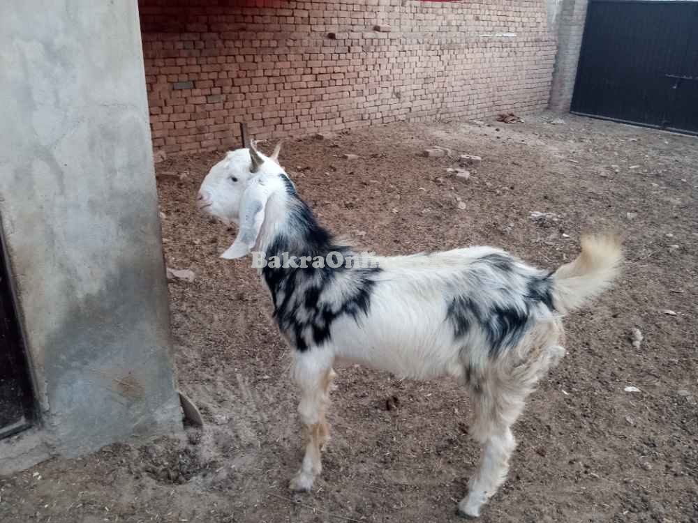 قربانی کے بکرے اور مینڈھے وزن کے حساب سے 1700 روپے کلو