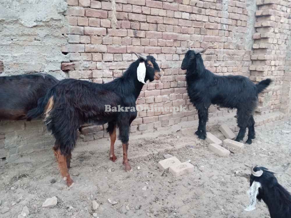 قربانی کے بکرے اور مینڈھے وزن کے حساب سے 1700 روپے کلو