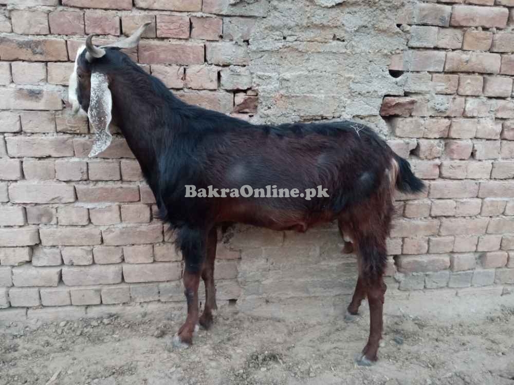 قربانی کے بکرے اور مینڈھے وزن کے حساب سے 1700 روپے کلو