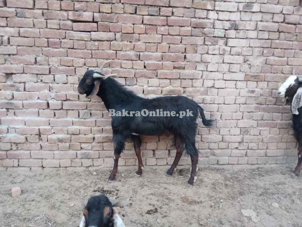 قربانی کے بکرے اور مینڈھے وزن کے حساب سے 1700 روپے کلو