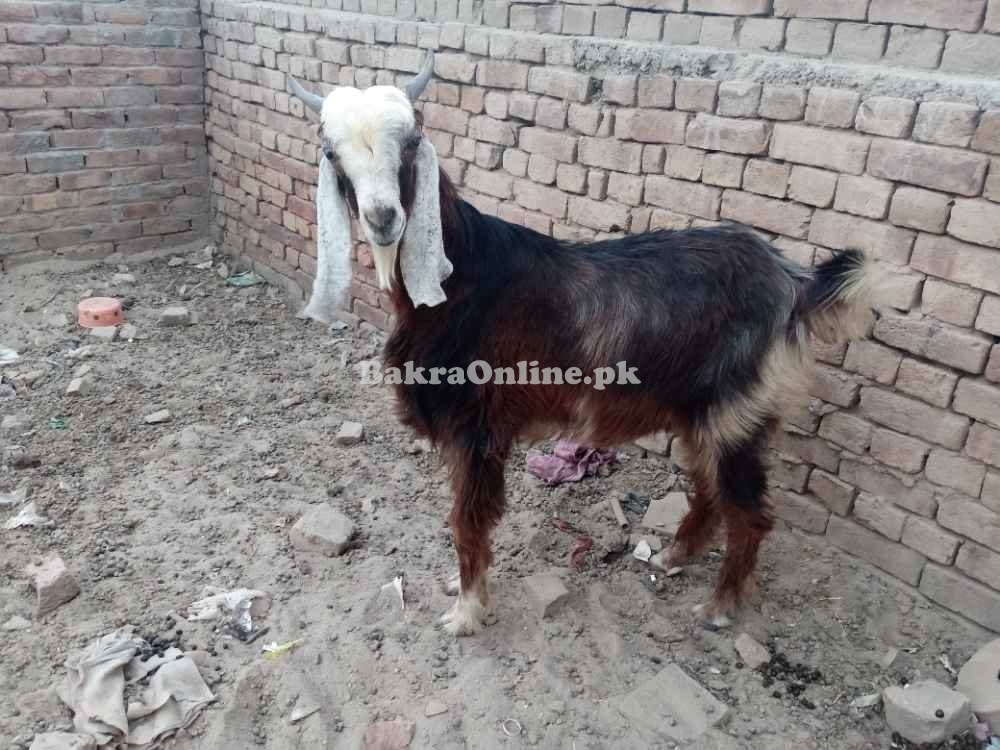 قربانی کے بکرے اور مینڈھے وزن کے حساب سے 1700 روپے کلو