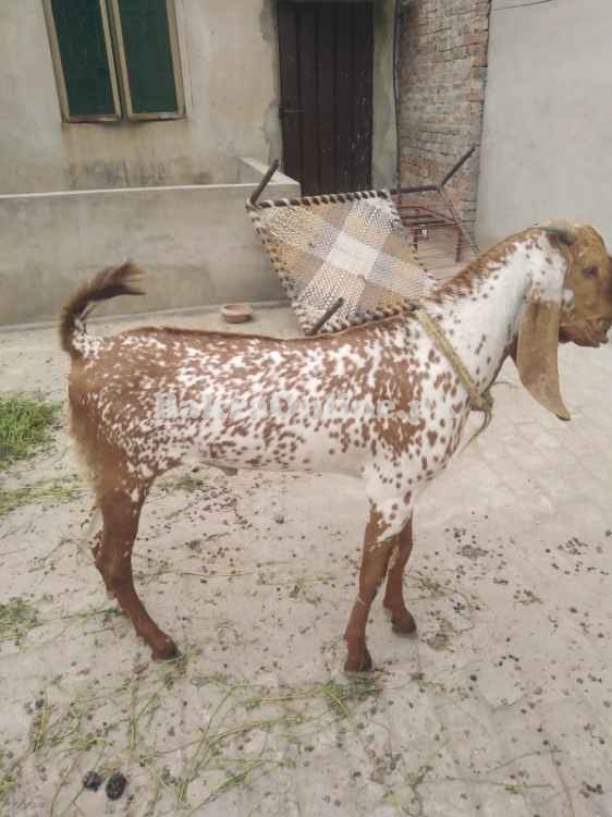 4 Dant Bakra For Sale