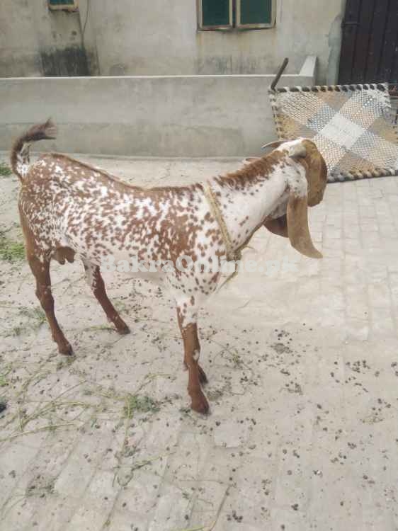 4 Dant Bakra For Sale