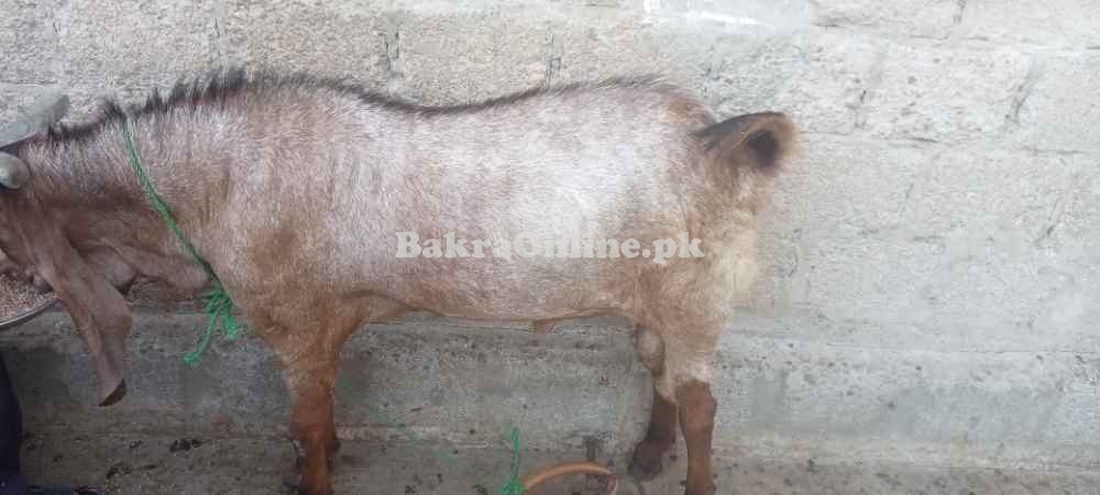 Bakra for sale heavy weight