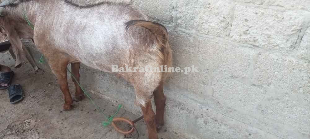 Bakra for sale heavy weight