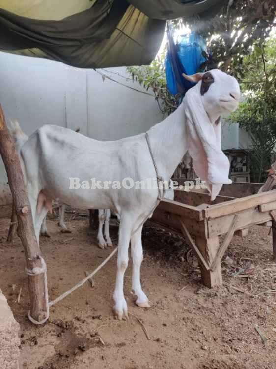 Gulab Bakri for sale