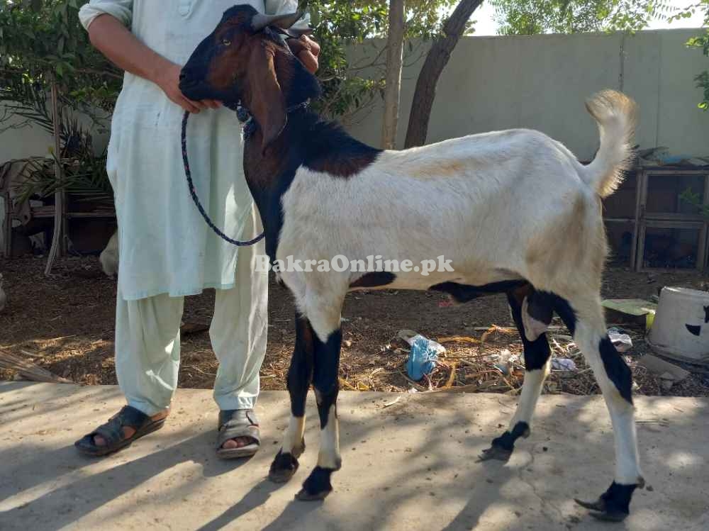 Kamori Bakra for sale