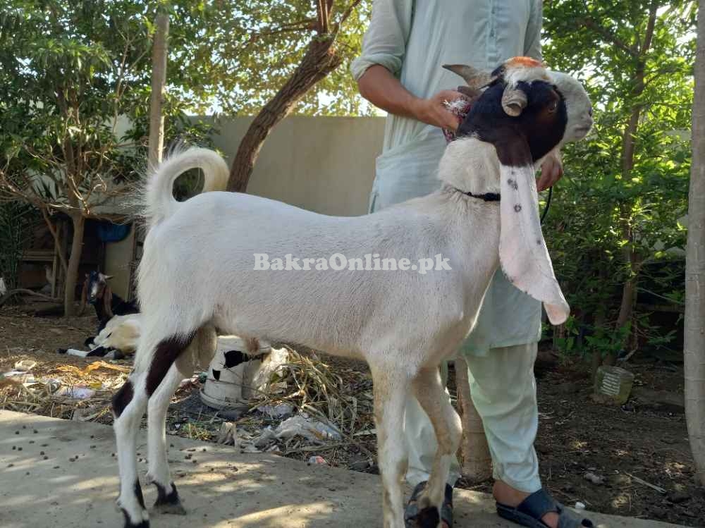 Kamori Bakra for sale