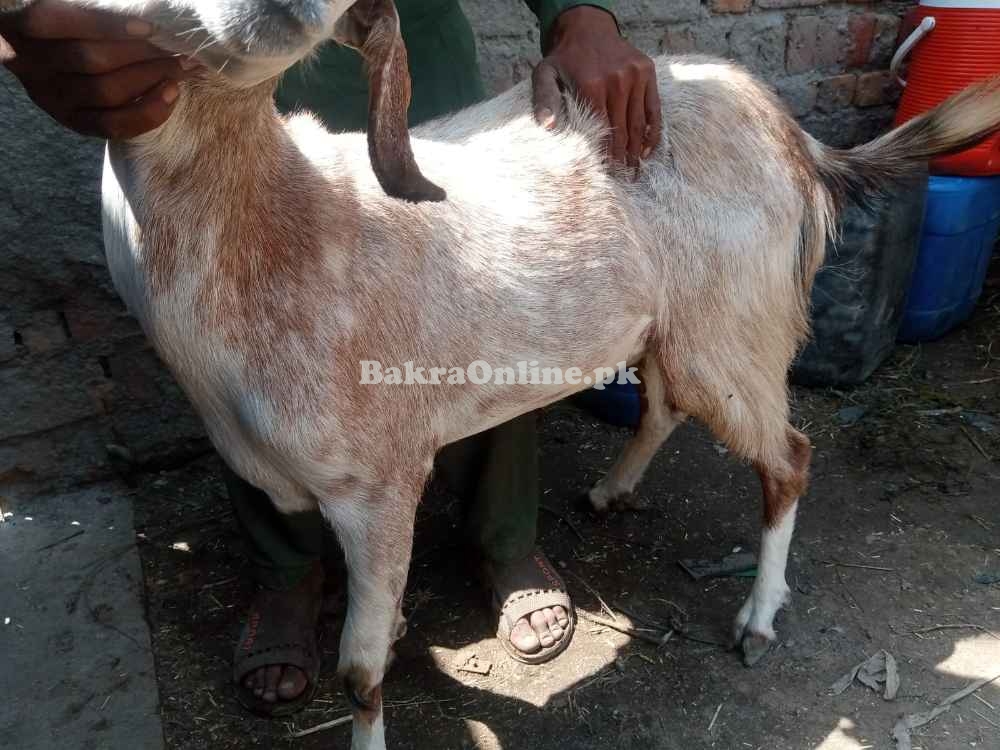 Goats for sale eid ur adha