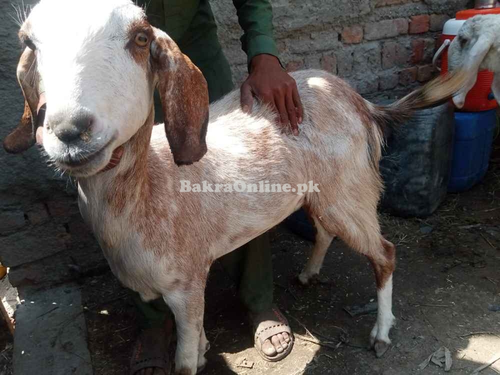 goats for sale eid ur adha