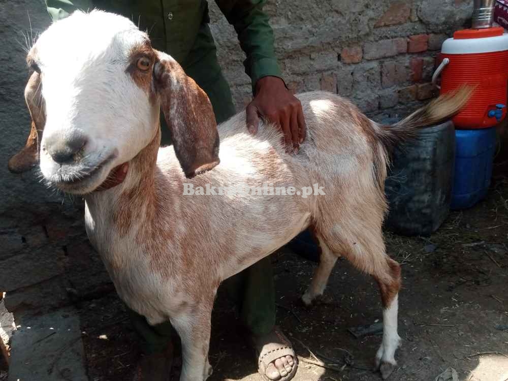 Goats for sale eid ur adha