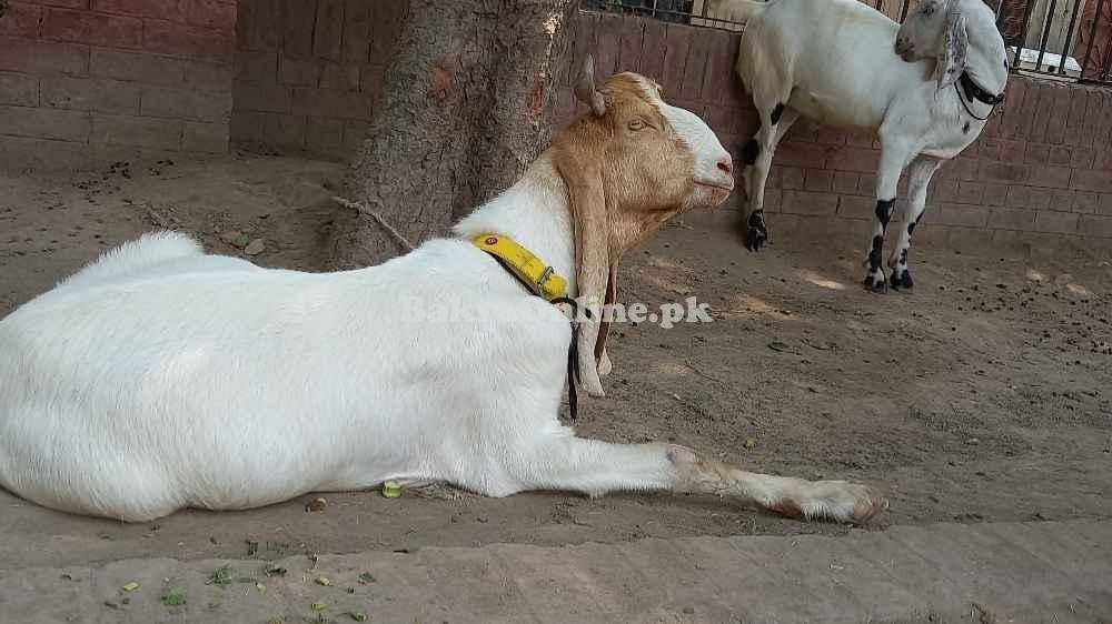 Joda Sindhi Desi Bakre