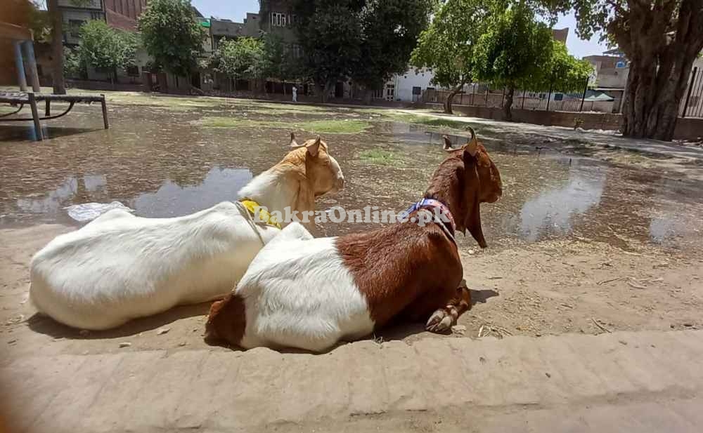 Joda Sindhi Desi Bakre