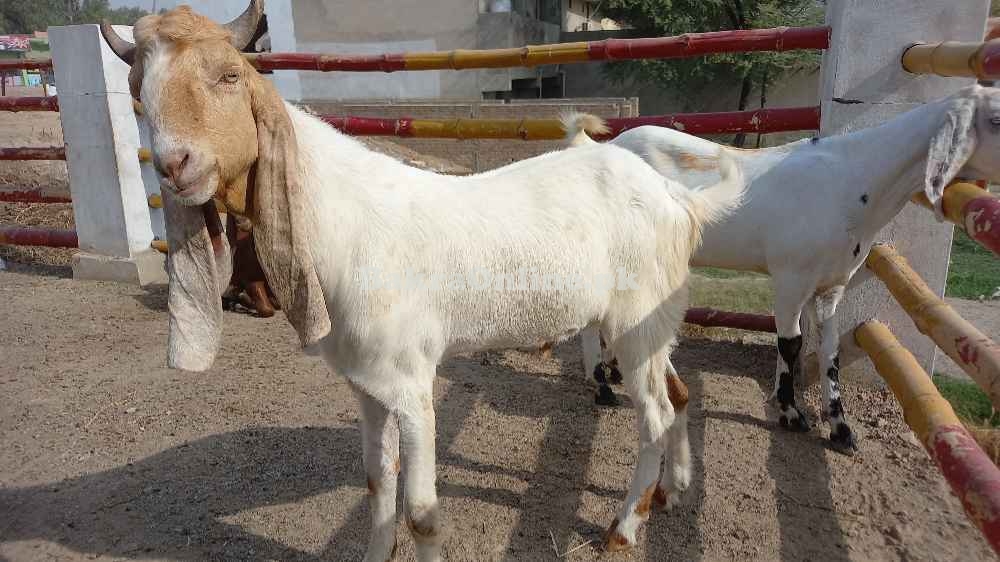 Joda Sindhi Desi Bakre