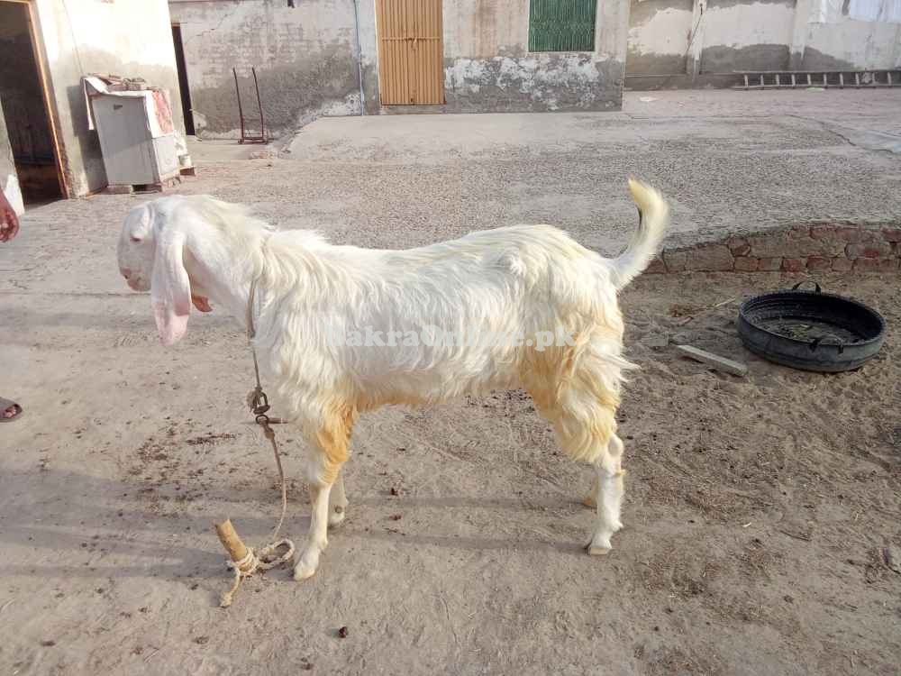 Bakra for Qurbani