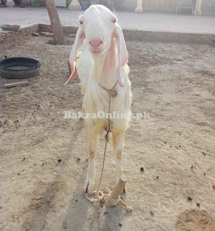 Bakra for Qurbani